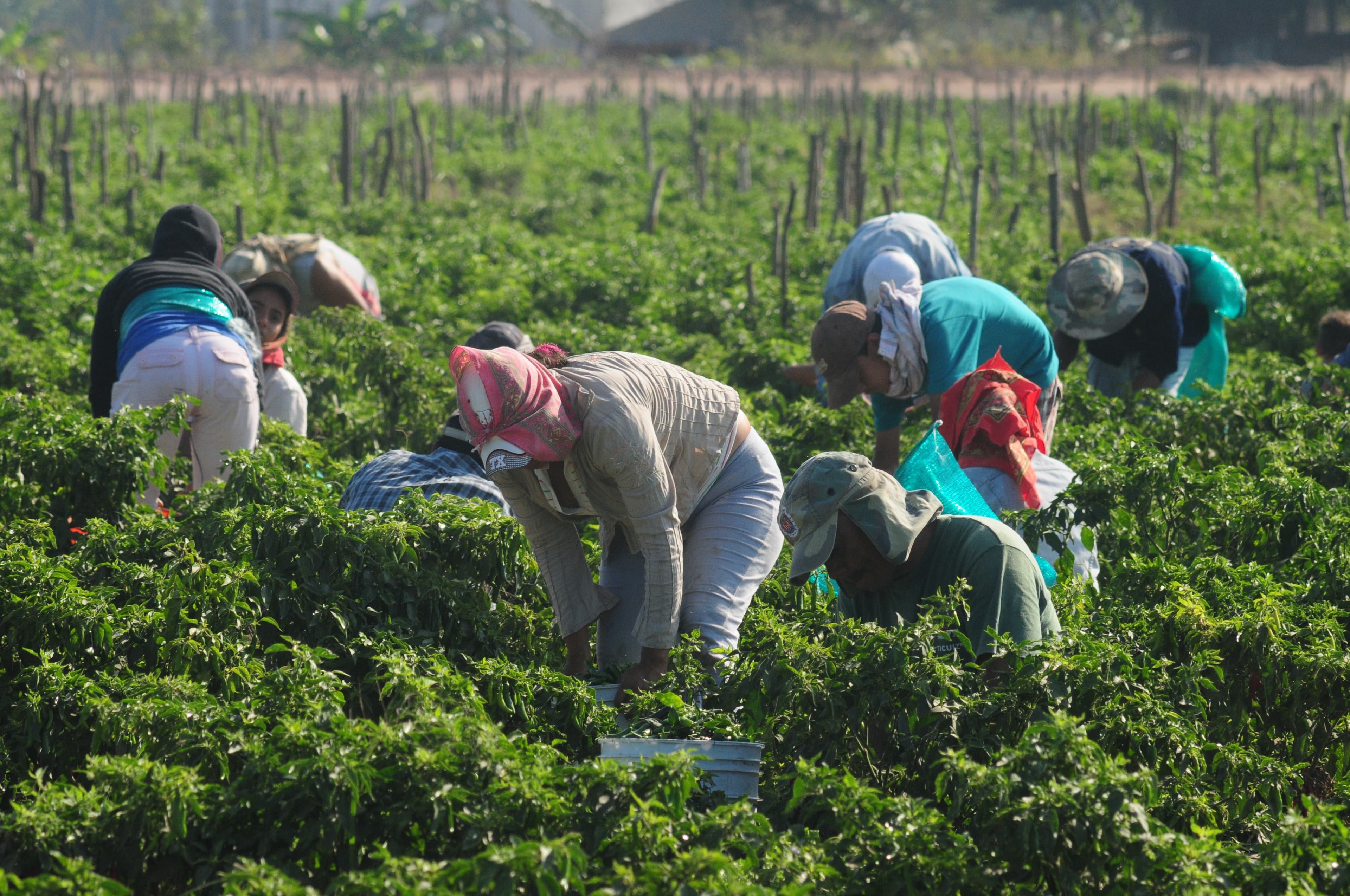 Unproductive subsistence agriculture (Source: Michel Traverse)